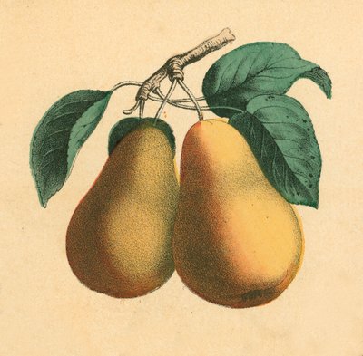 Pears by English School